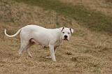 DOGUE ARGENTIN 229